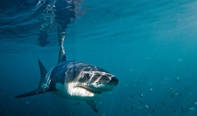 Tauchen mit Weißen Haien Kapstadt