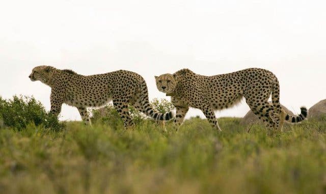 Wildkatzen Südafrika
