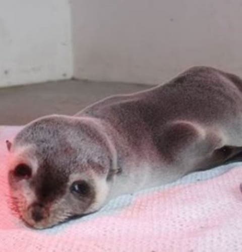 subantarktische Seerobbe Baby