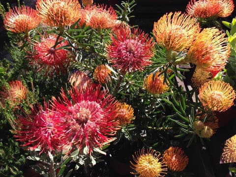 Erhole dich im botanischen Garten Stellenbosch