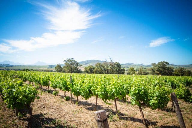 Pinotage Weinanbau Südafrika