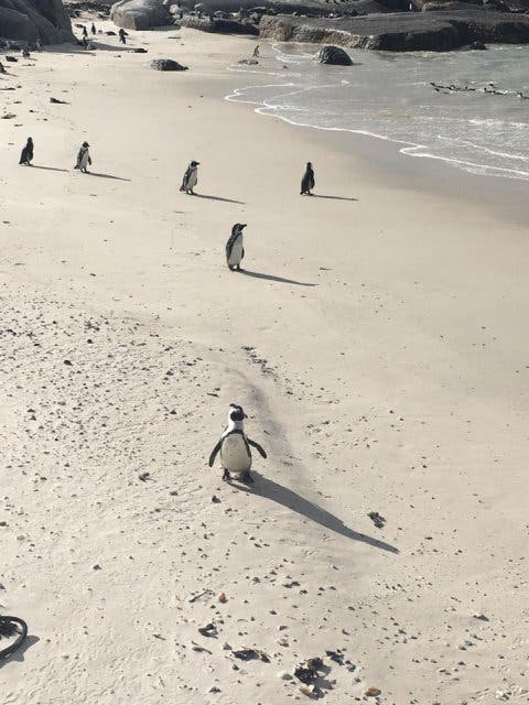 Pinguine Boulders Beach