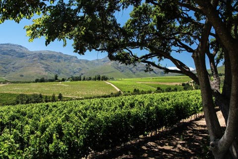 HaSkell Weinfarm Stellenbosch 3