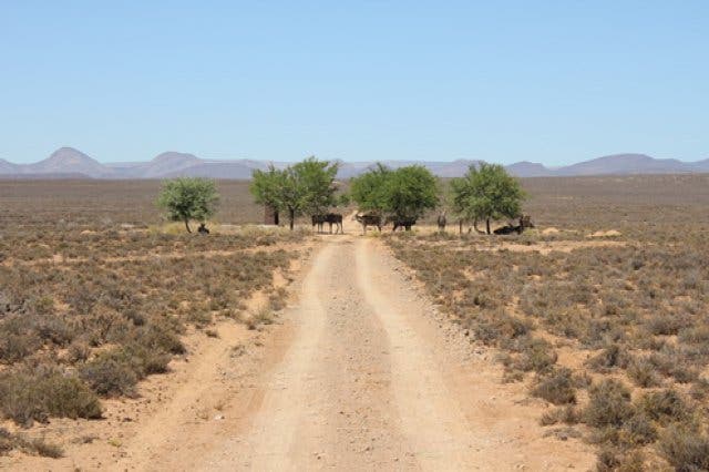 Antilopen auf Njalo Njalo