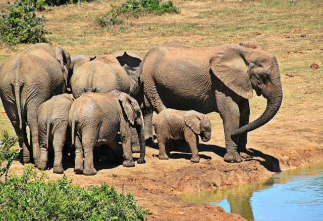 Elefanten Afrika