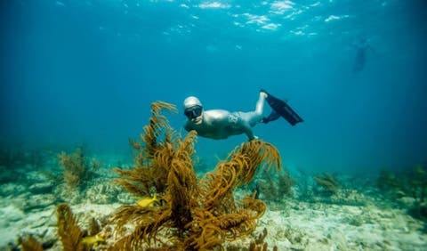 Tauchen in Kapstadt mit Ocean Experience