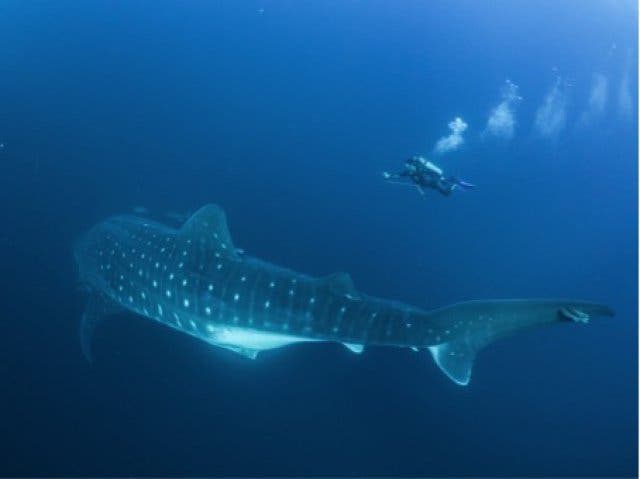 Walhaie in Mosambik