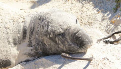 buffel der see-elefant