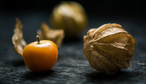 Physalis